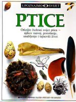 Ptice (latinica)